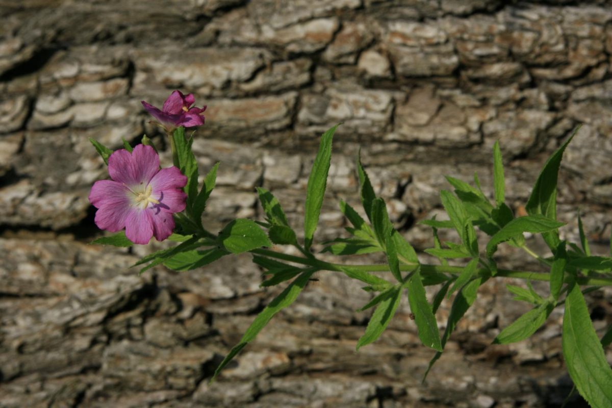 Blumen & Blätter