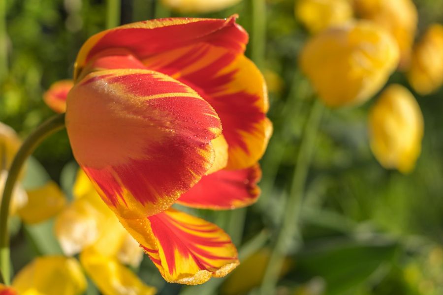 Blumen